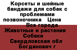 Корсеты и шейные бандажи для собак с проблемами позвоночника › Цена ­ 2 500 - Все города Животные и растения » Собаки   . Свердловская обл.,Богданович г.